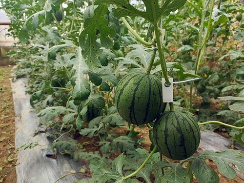 吃瓜51网,热门话题背后的真相与趣味