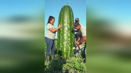 看大瓜吃瓜网,看大瓜吃瓜网带你领略明星幕后故事